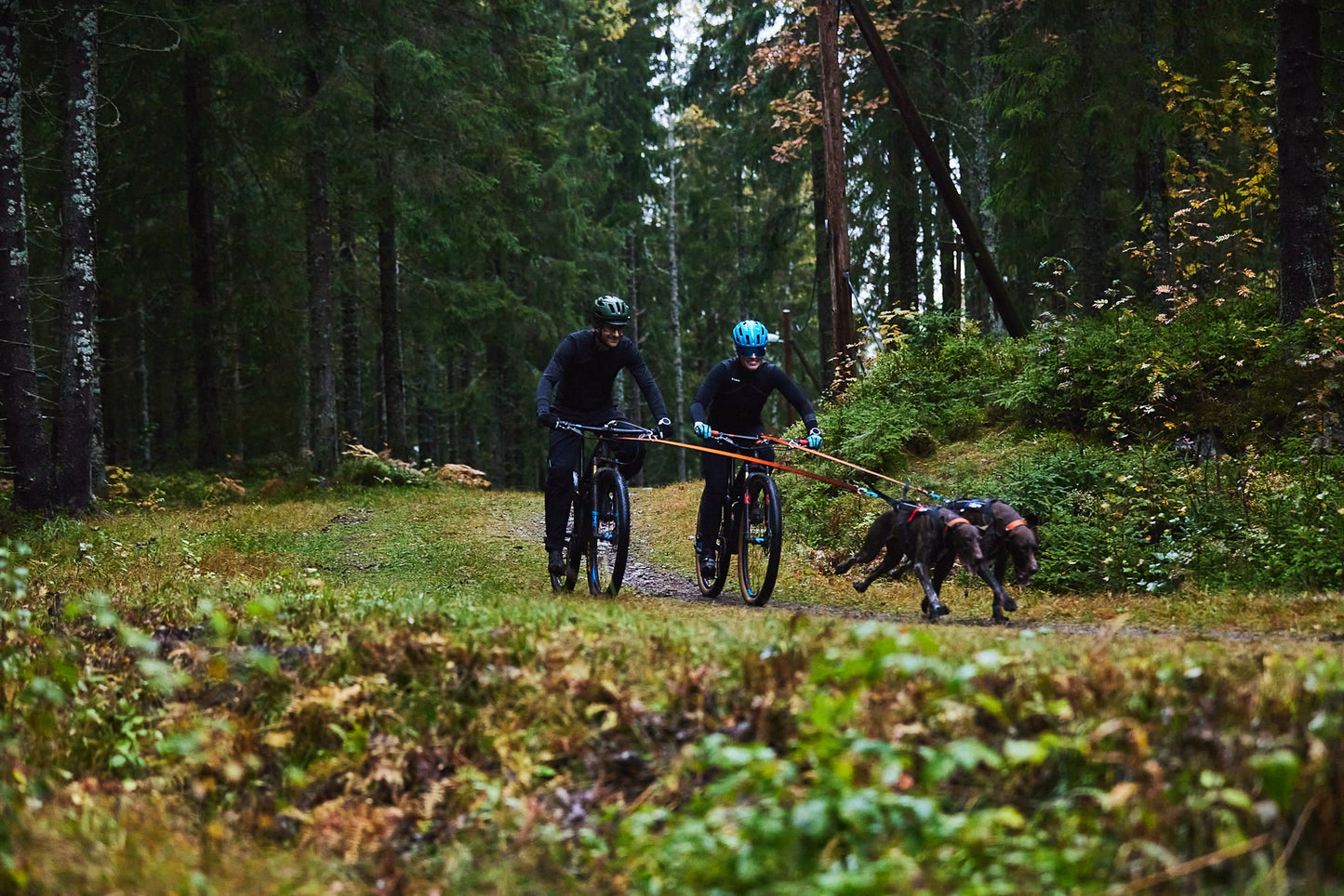 Bikejoring greyster