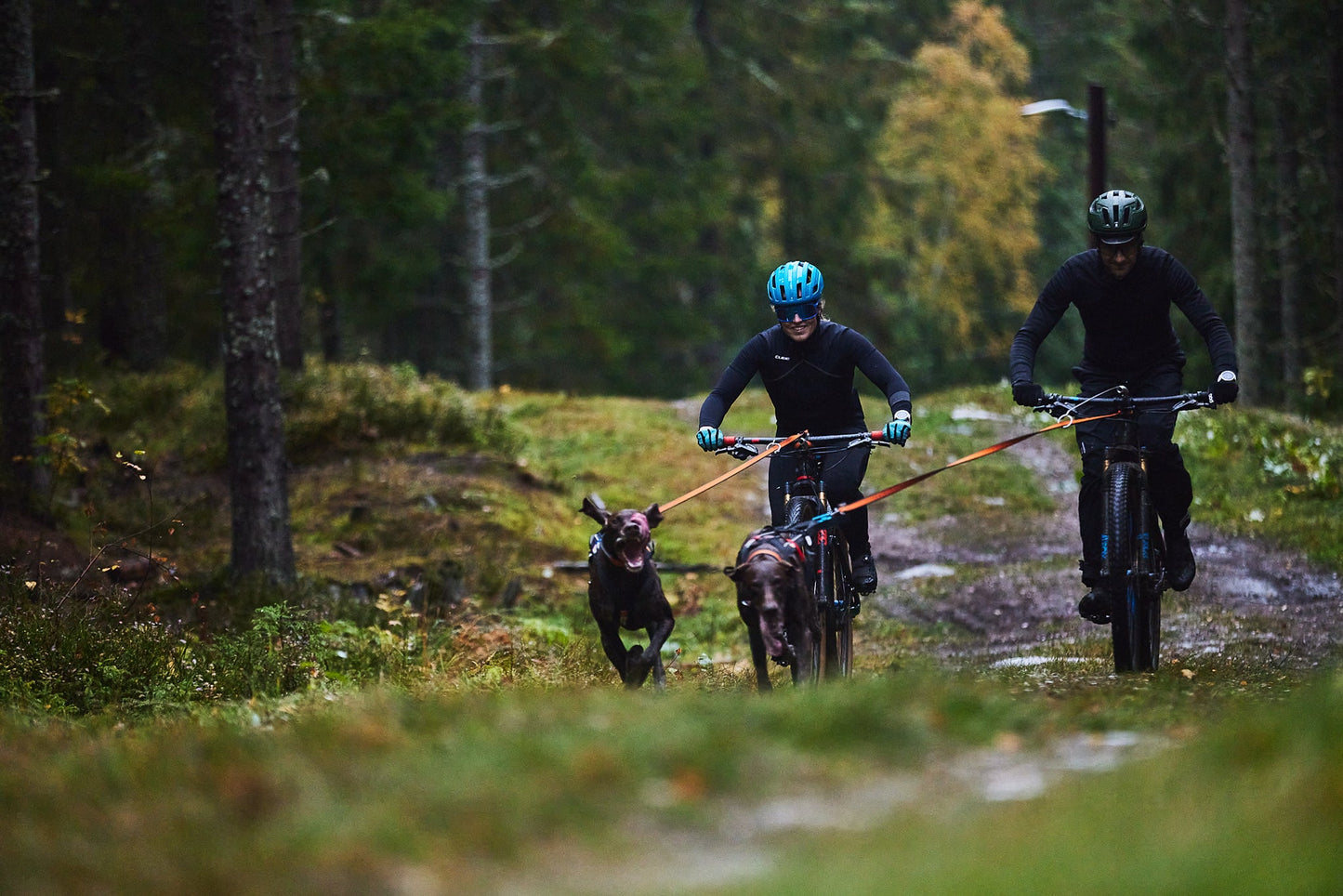 Bikejoring greyster