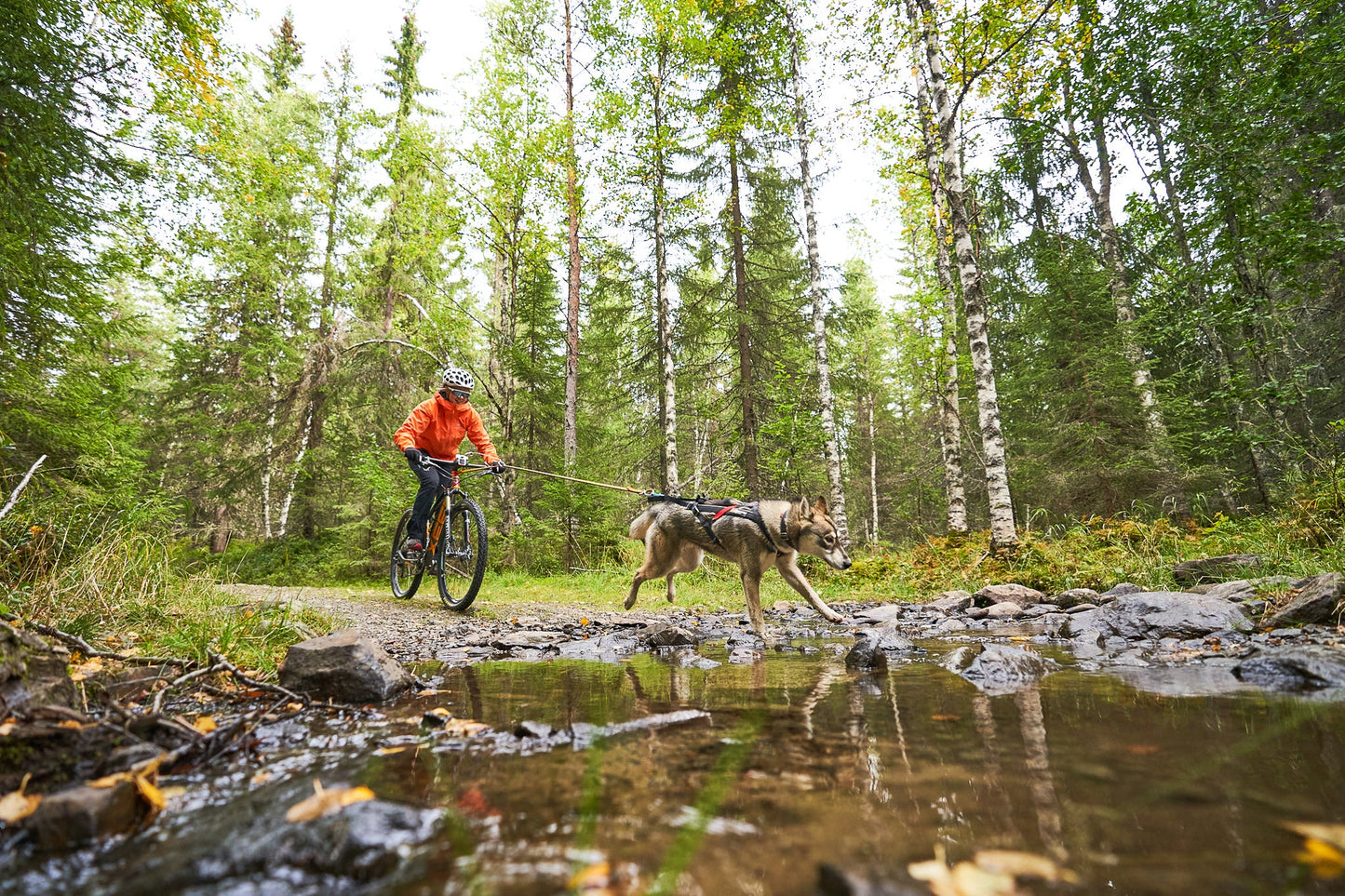 Bikejoring perro lobo checoslovaco