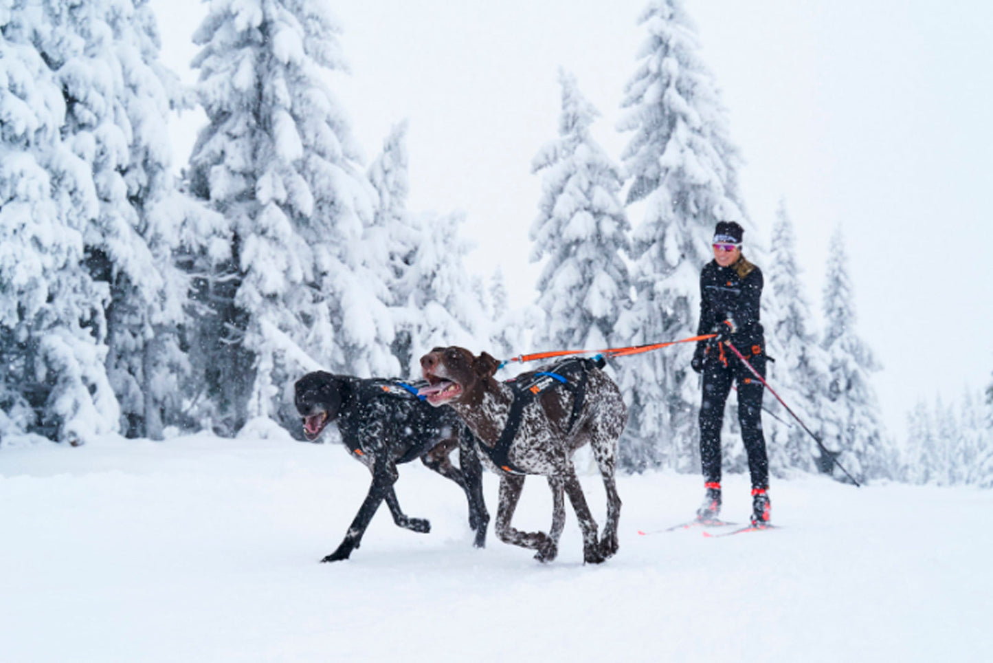 Skijoring con dos bracos