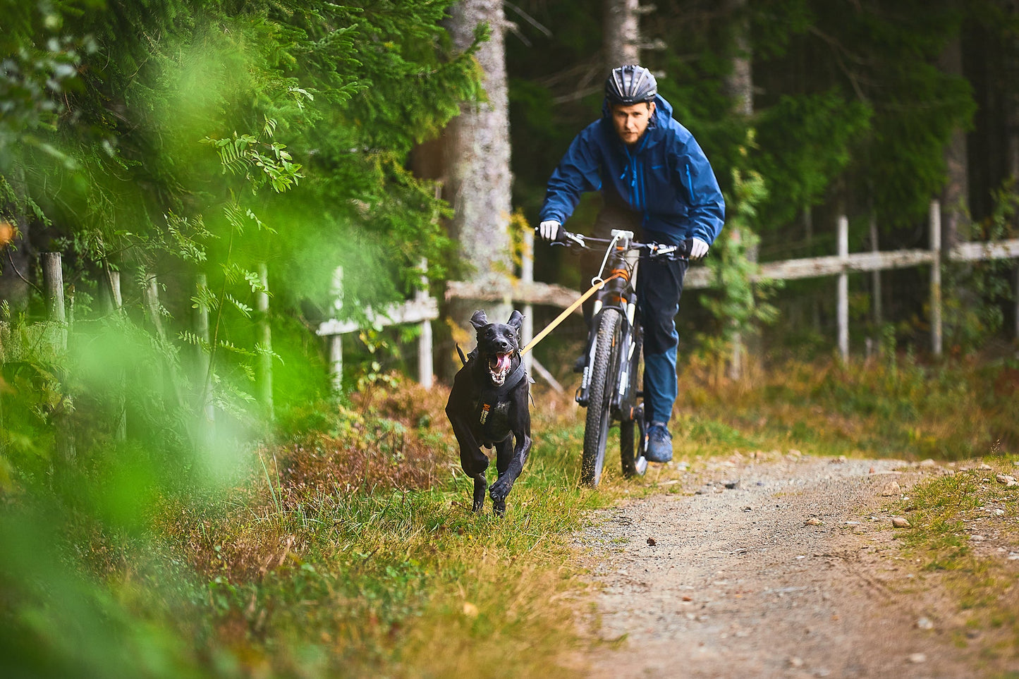 Non-stop dogwear Bungee leash – Correa Elástica para Canicross, Bikejoring y Scoter