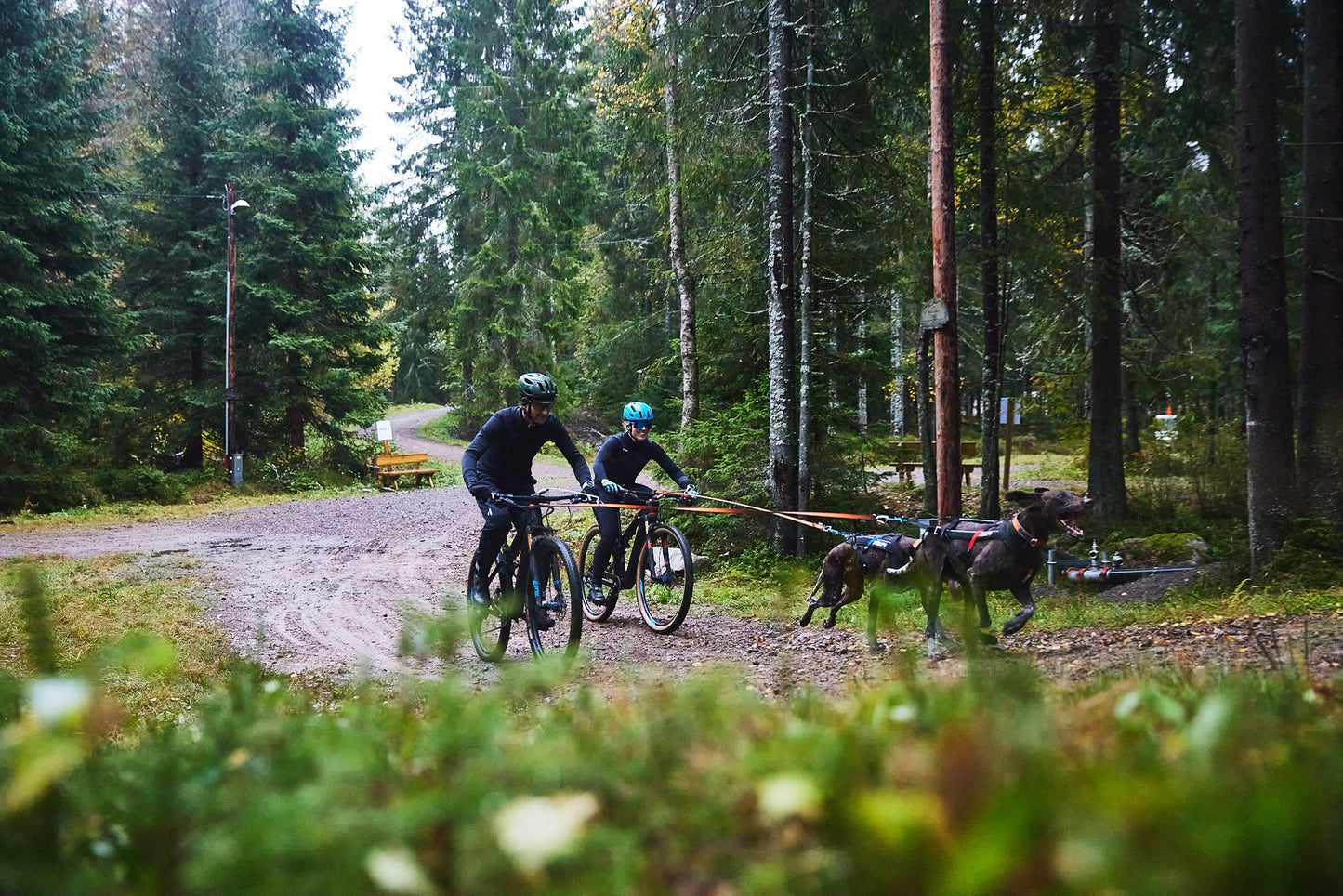 Bikejoring con greysters