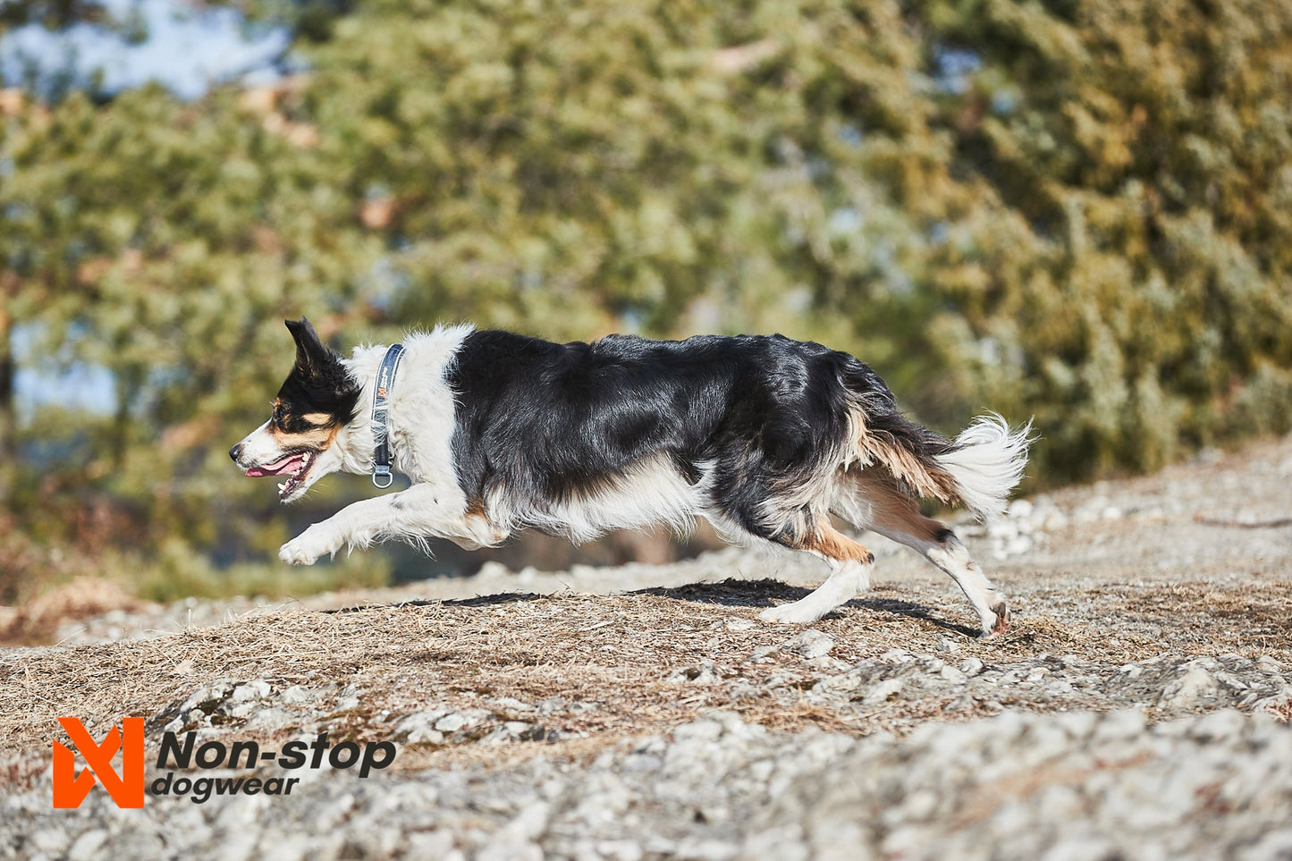 Non-stop dogwear Cruise collar – Collar Acolchado Semideslizante para Perros en Colombia