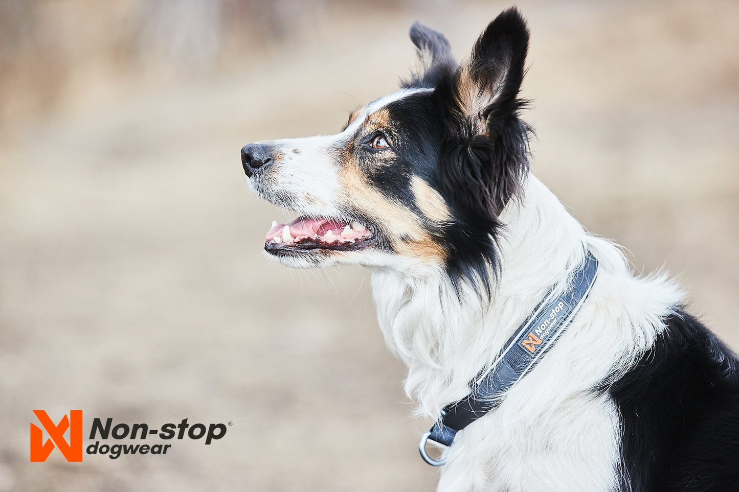Non-stop dogwear Cruise collar – Collar Acolchado Semideslizante para Perros en Colombia