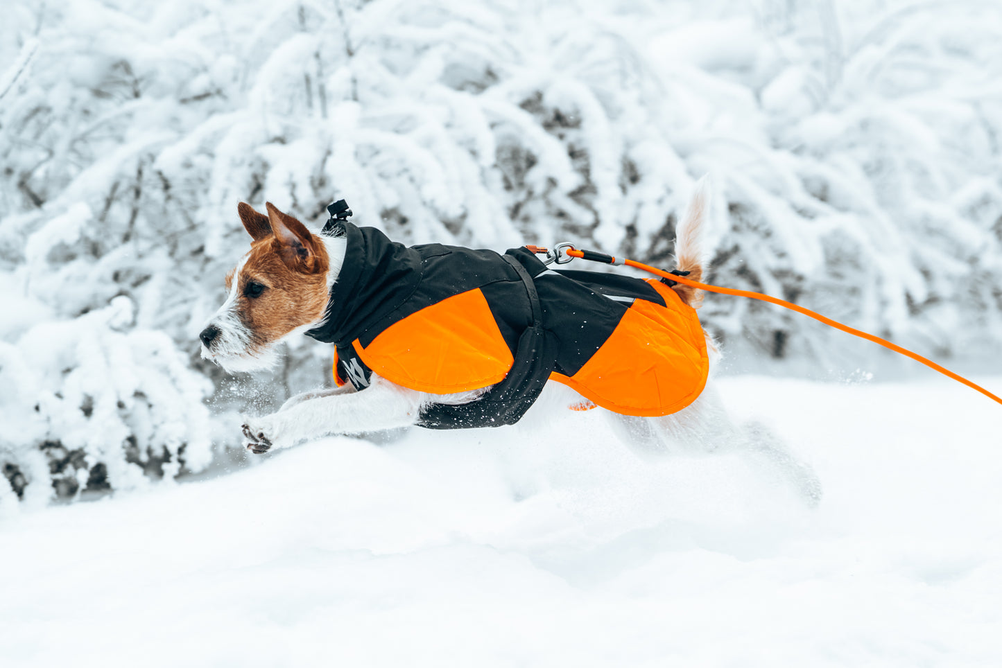 Perro protegido del frío con abrigo técnico para actividades al aire libre