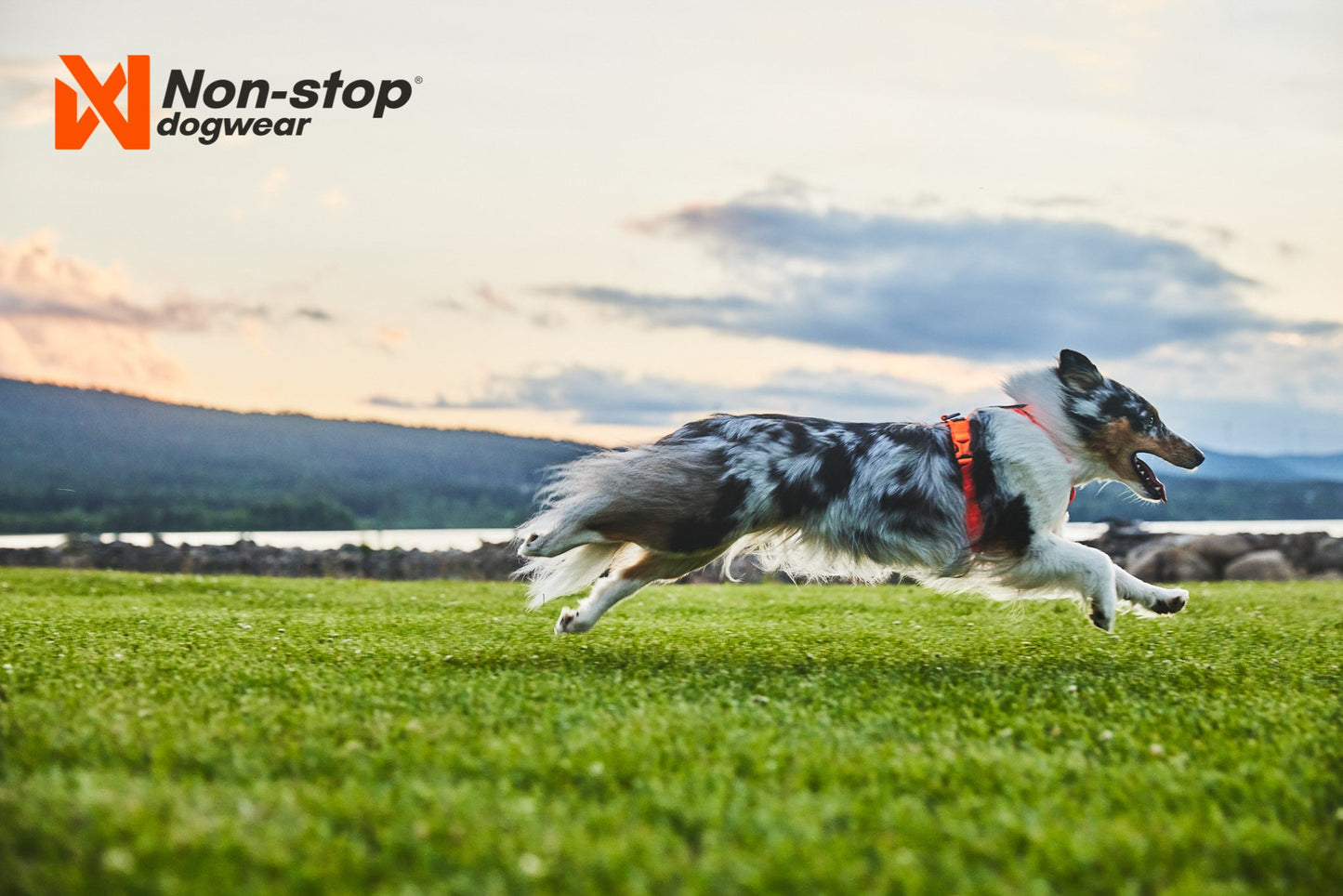 Perro corriendo con line harness 5.0