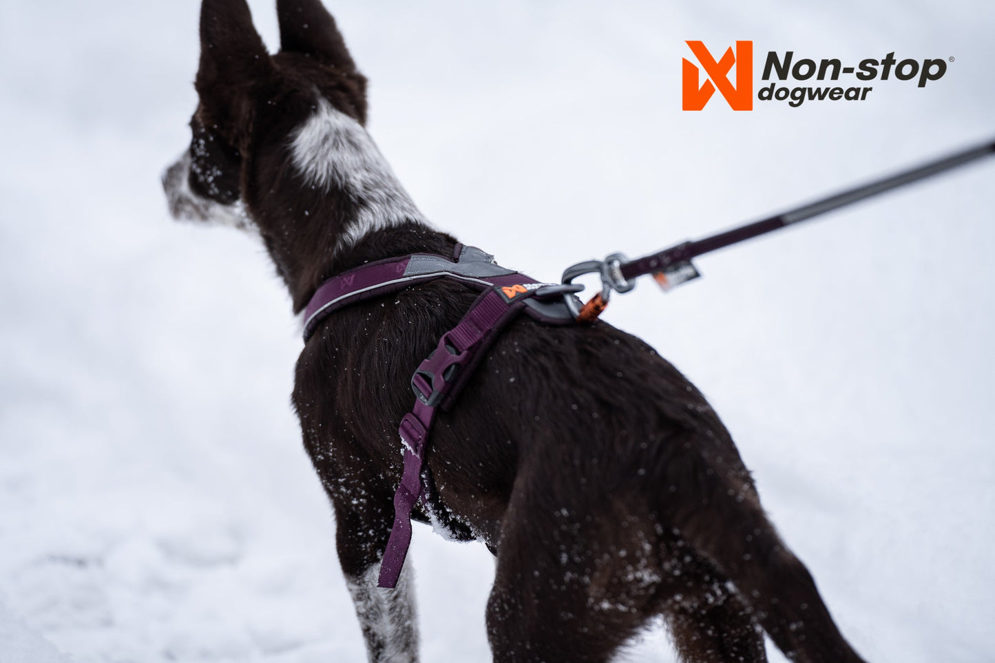 Line harness 5.0 morado en la nieve