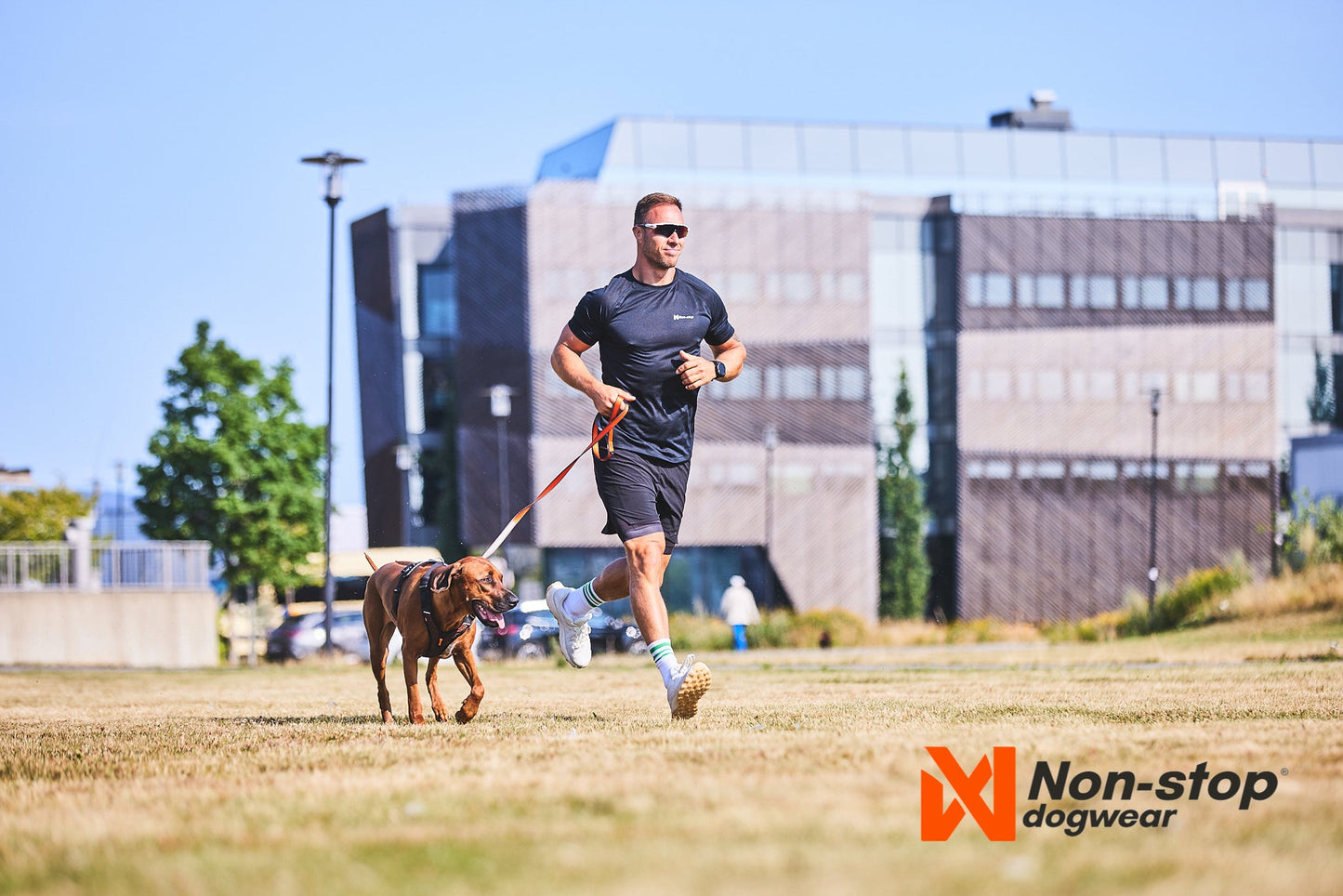 Footing con un Rodhesian y move leash