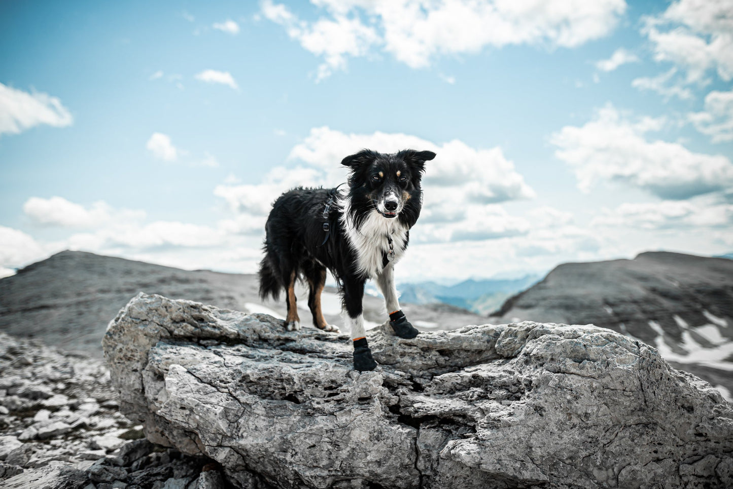 Border collie con botines en la montaña