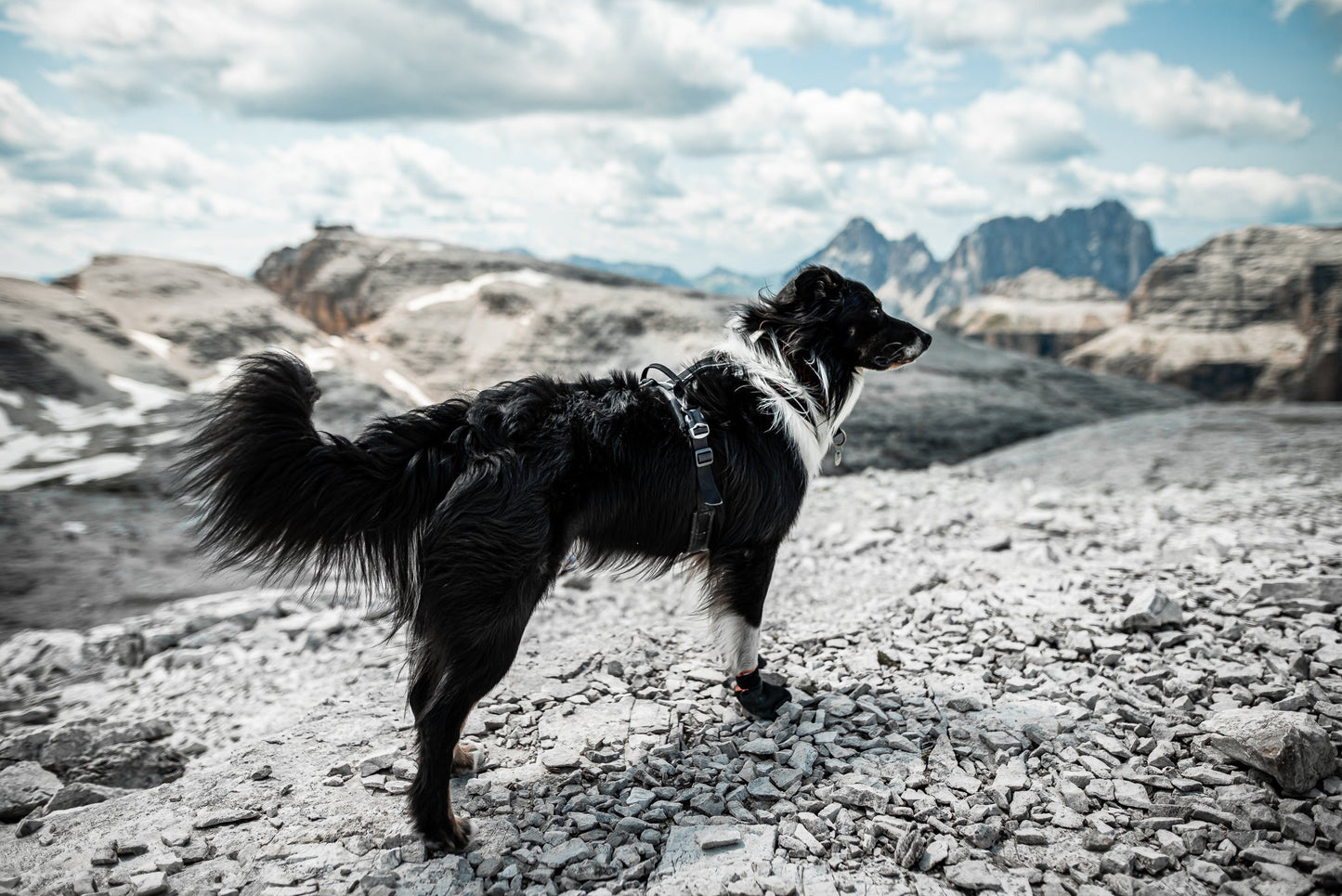 Border collie con botines non-stop
