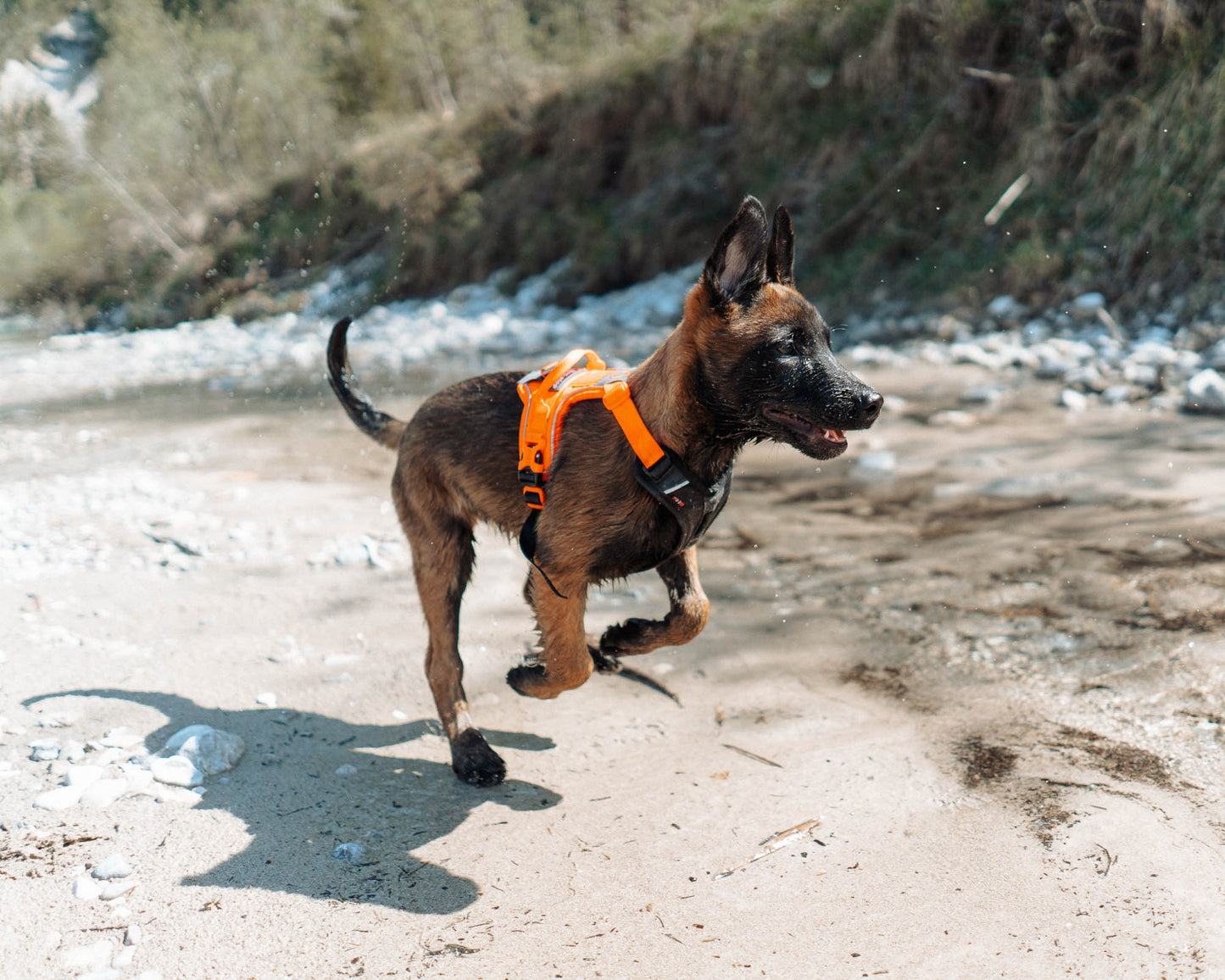 Non-stop dogwear Ramble harness – Arnés Ajustable y Versátil para Perros en Colombia