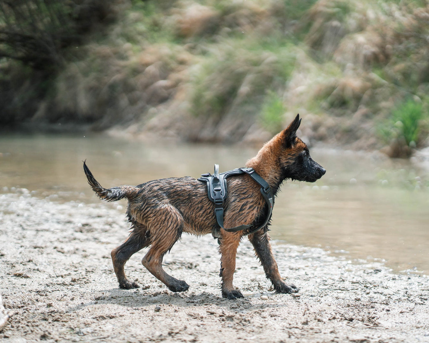 Cachorro Malinois Ramble harness