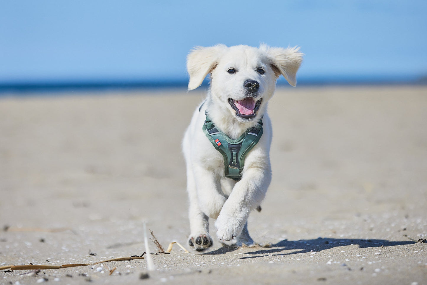 Cachorro Golden Ramble harness