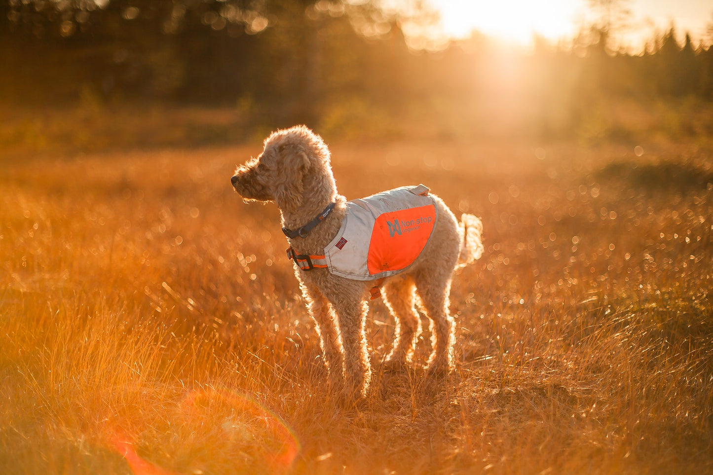 Perro chaleco reflectante