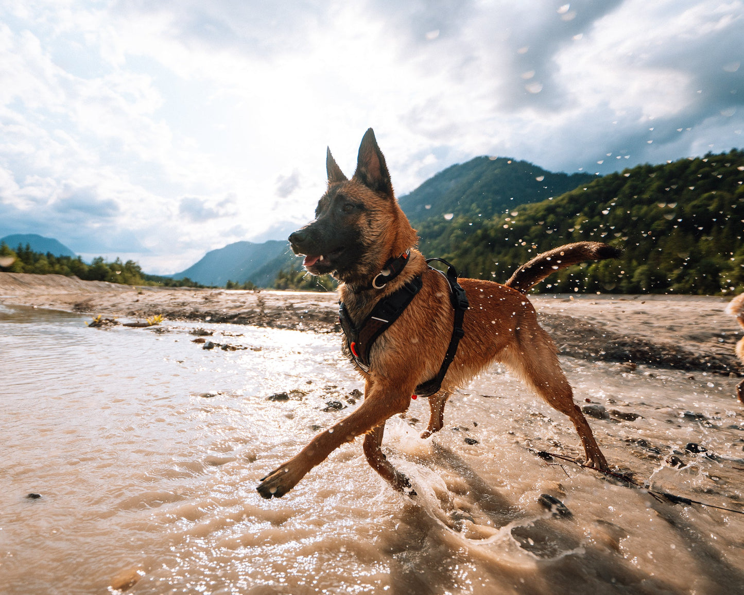 Pastor alemán Rock harness Non-stop dogwear