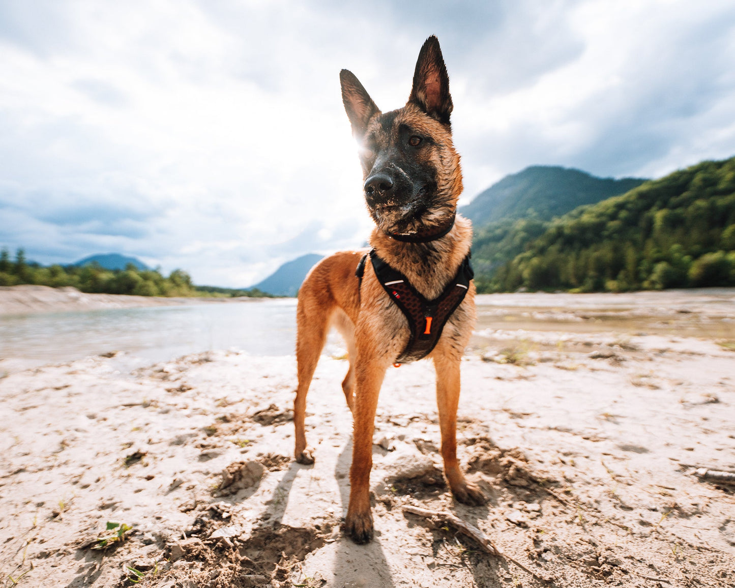 Pastor alemán Rock harness Non-stop dogwear