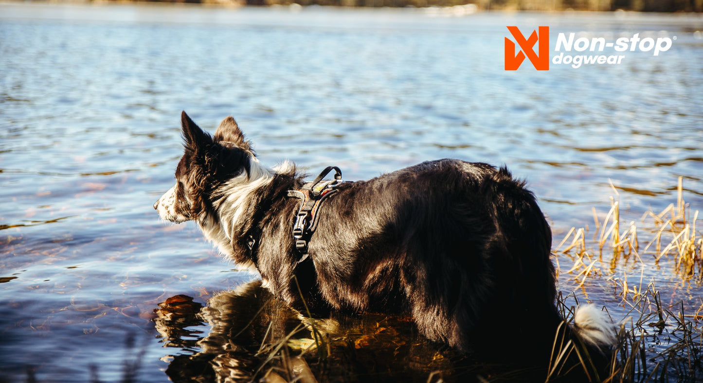 Border collie Rock harness