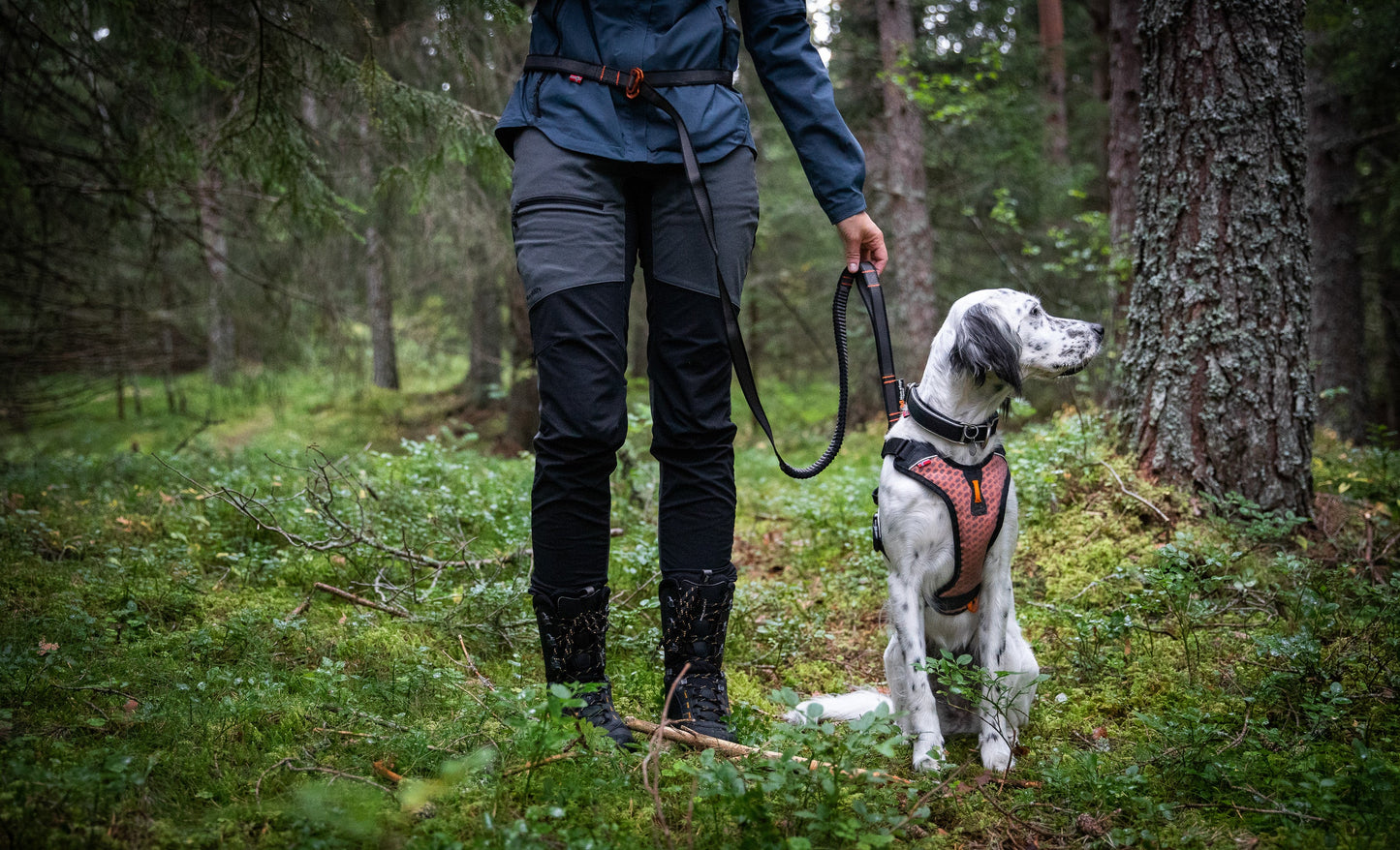 Setter Touring bungee adjustable