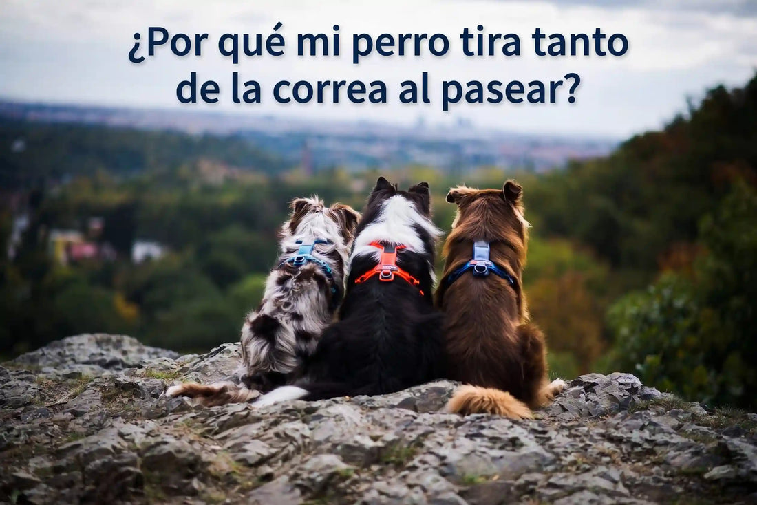 ¿Por qué mi perro tira tanto de la correa al pasear y cómo solucionarlo sin castigar?