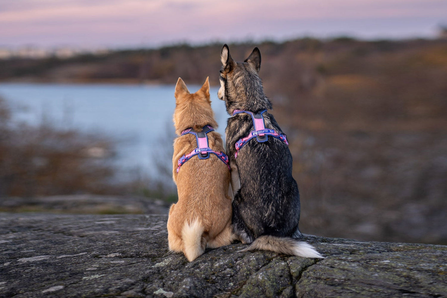 Dos perros de tipo husky sentados de espalda viendo el atardecer con un cielo rosado. 