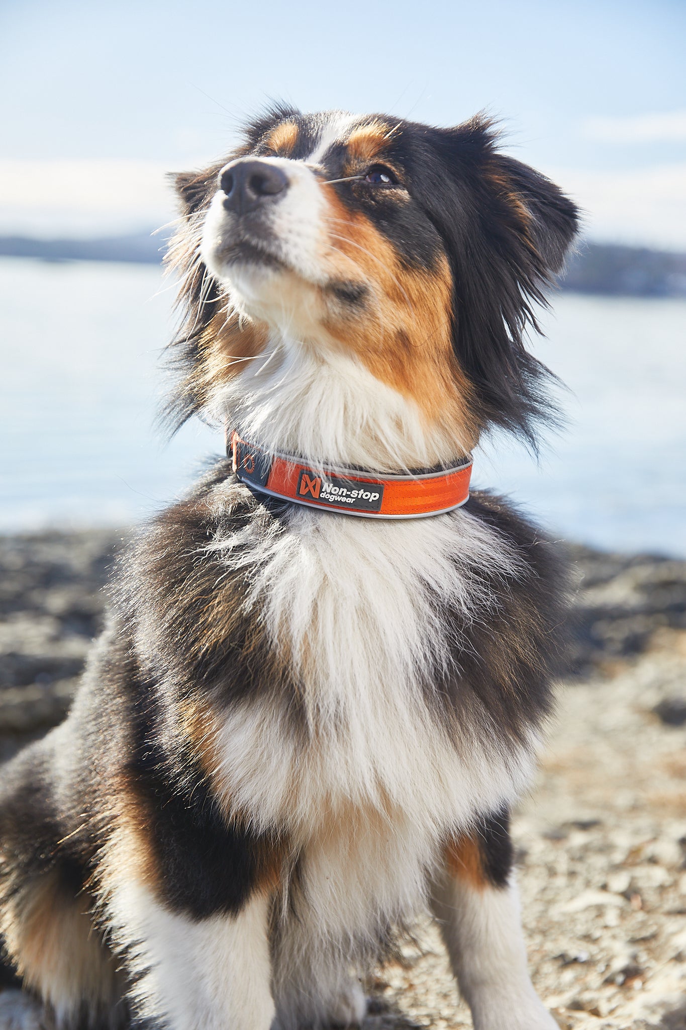 Non-stop dogwear Cruise collar – Collar Acolchado Semideslizante para Perros en Colombia