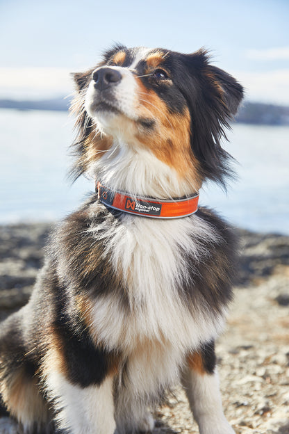 Non-stop dogwear Cruise collar – Collar Acolchado Semideslizante para Perros en Colombia
