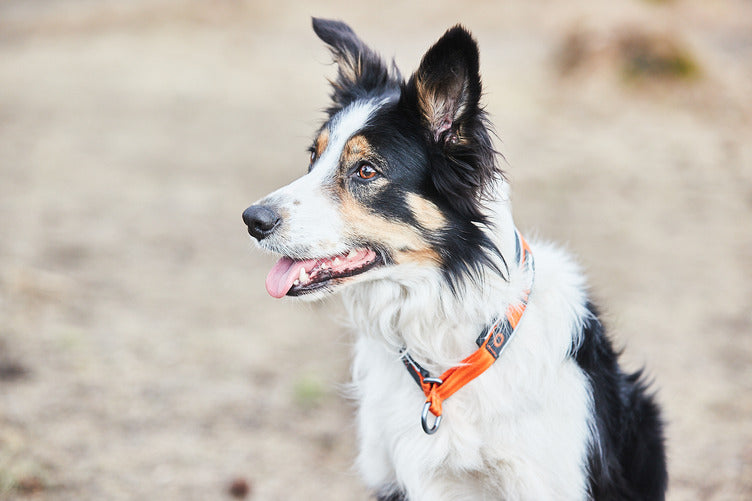 Non-stop dogwear Cruise collar – Collar Acolchado Semideslizante para Perros en Colombia