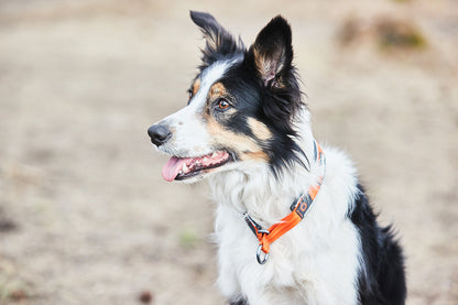 Non-stop dogwear Cruise collar – Collar Acolchado Semideslizante para Perros en Colombia