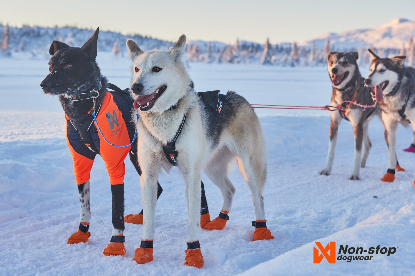 Mushing en nieve Nansen nome harness