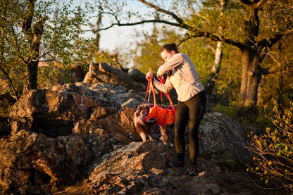 Dog rescue sling
