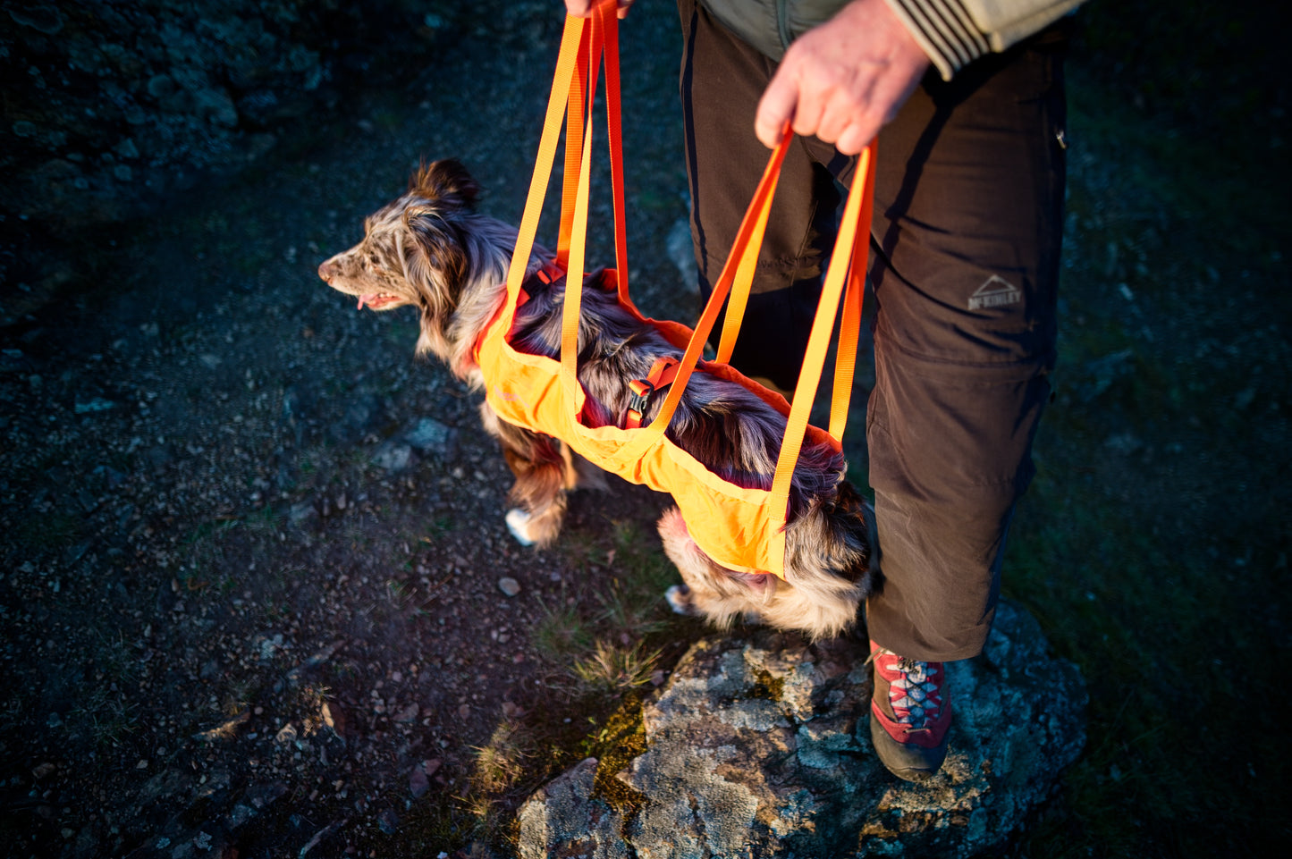 Dog rescue sling