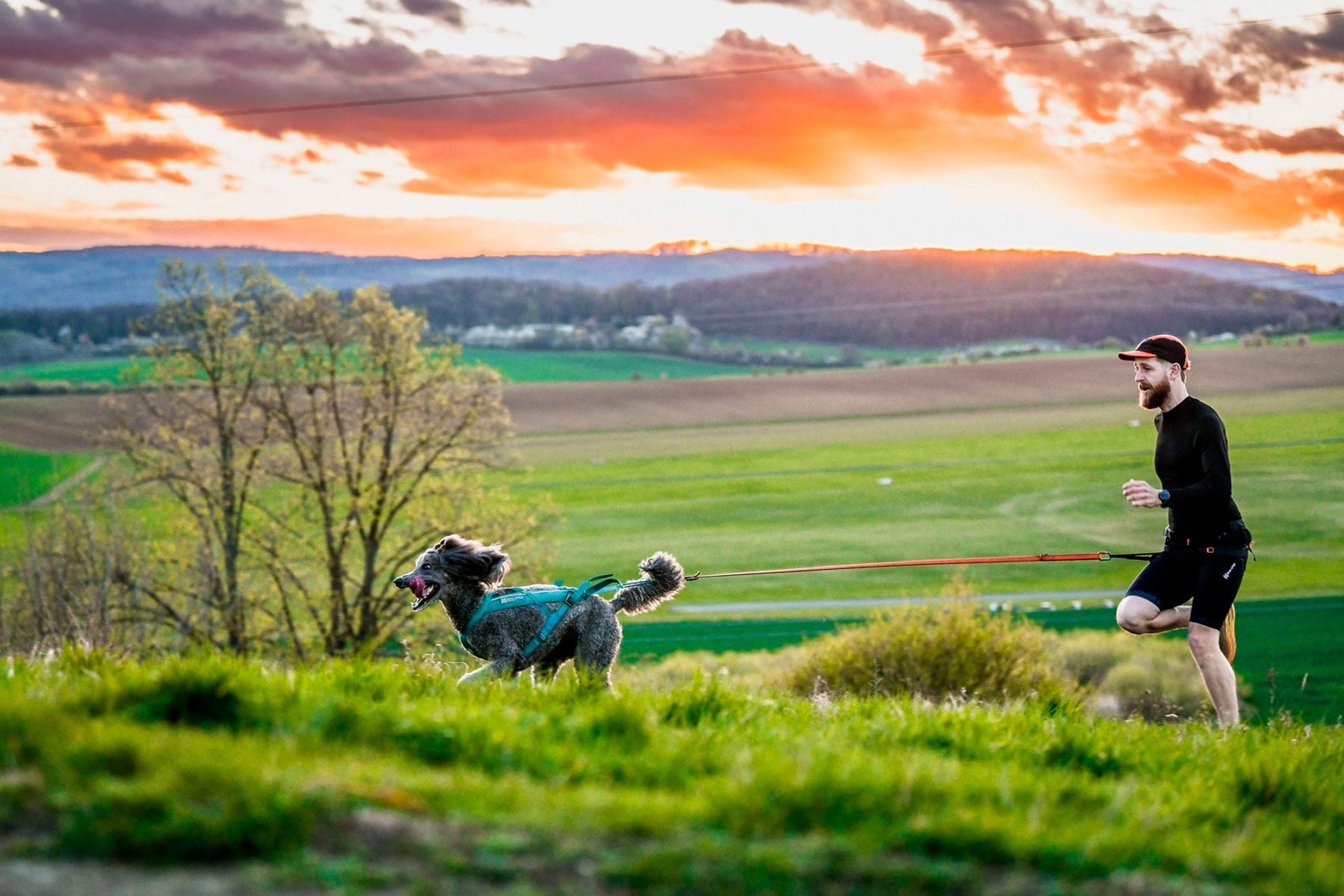 Canicross al atardecer caniche