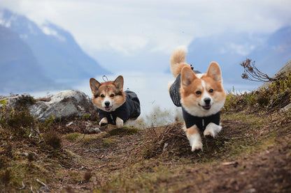 Dos perros pequeños corriendo con un impermeable por la montaña