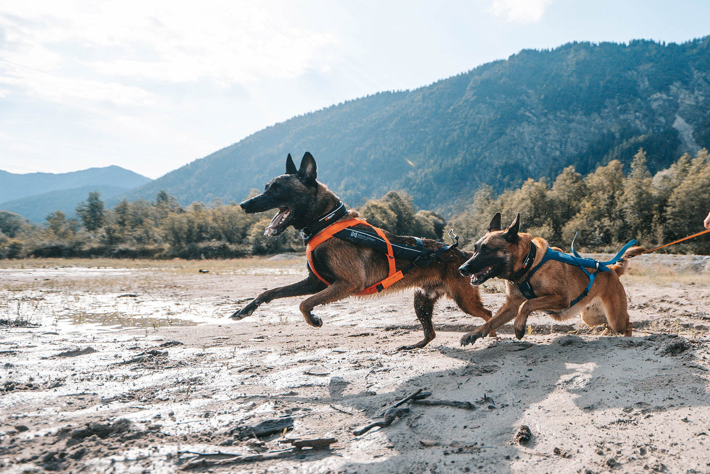 Non-stop dogwear Freemotion 5.0. – Arnés de Tiro Ajustable para Perros