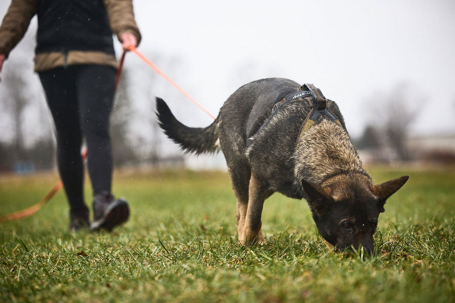 Non-stop dogwear Line harness grip WD – Arnés ergonómico para perros de trabajo