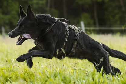 Non-stop dogwear Line harness long WD pastor alemán negro corriendo