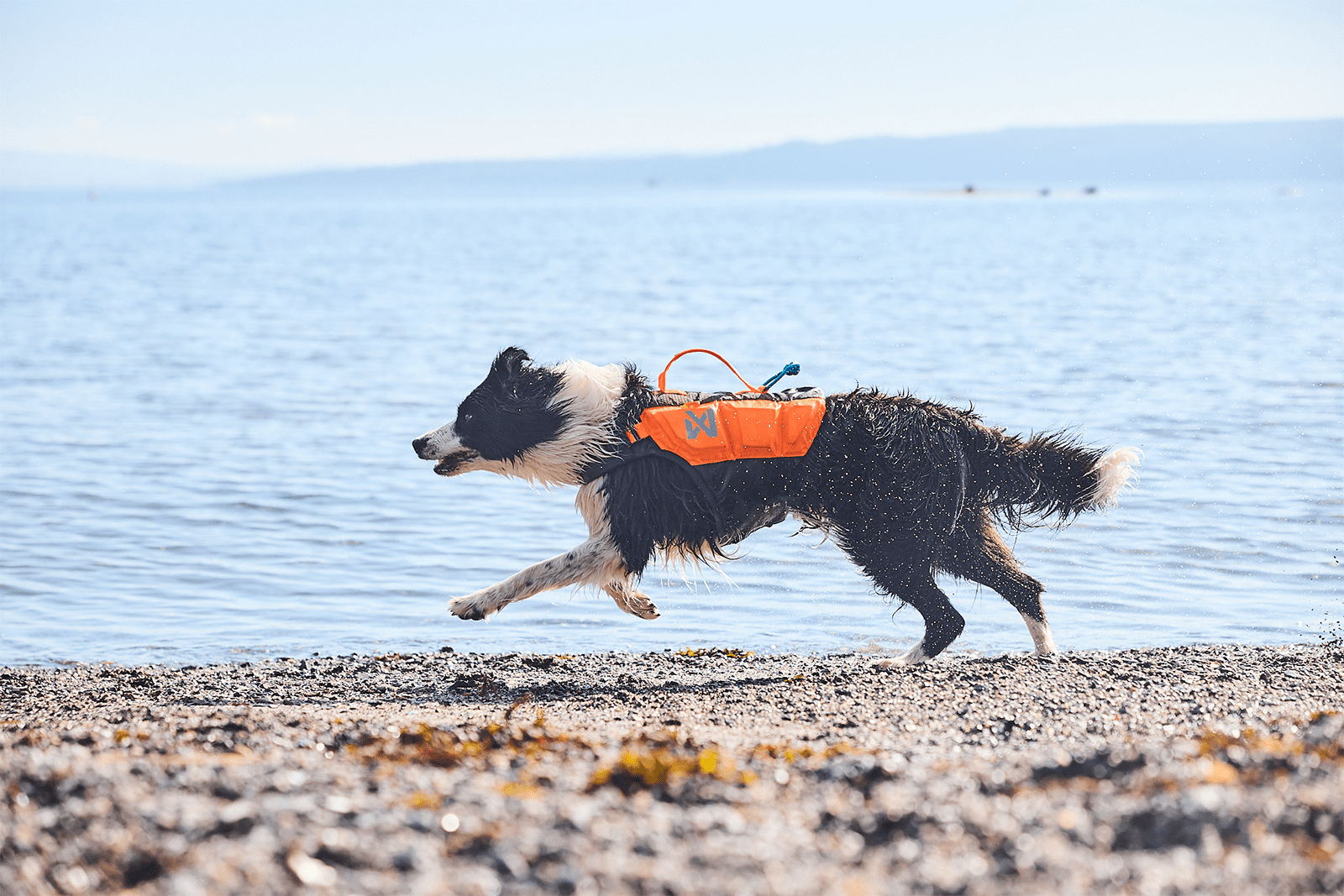 Protector life jacket border collie