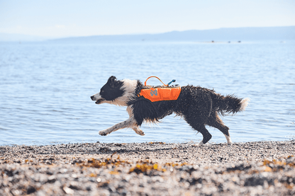 Protector life jacket border collie