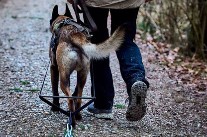 Malinois entrenamiento de fuerza