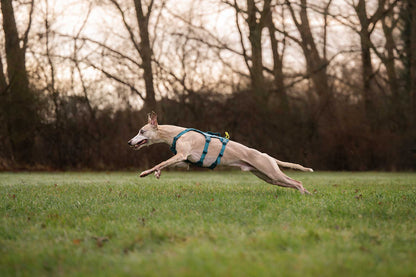 Whippet de lado corriendo con el Ramble harness long de Non-stop dogwear