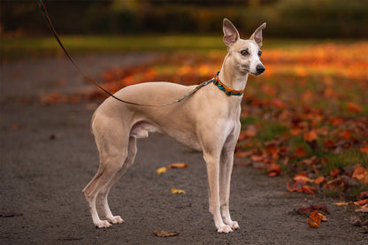 Trail quest collar Rachel Pohl whippet