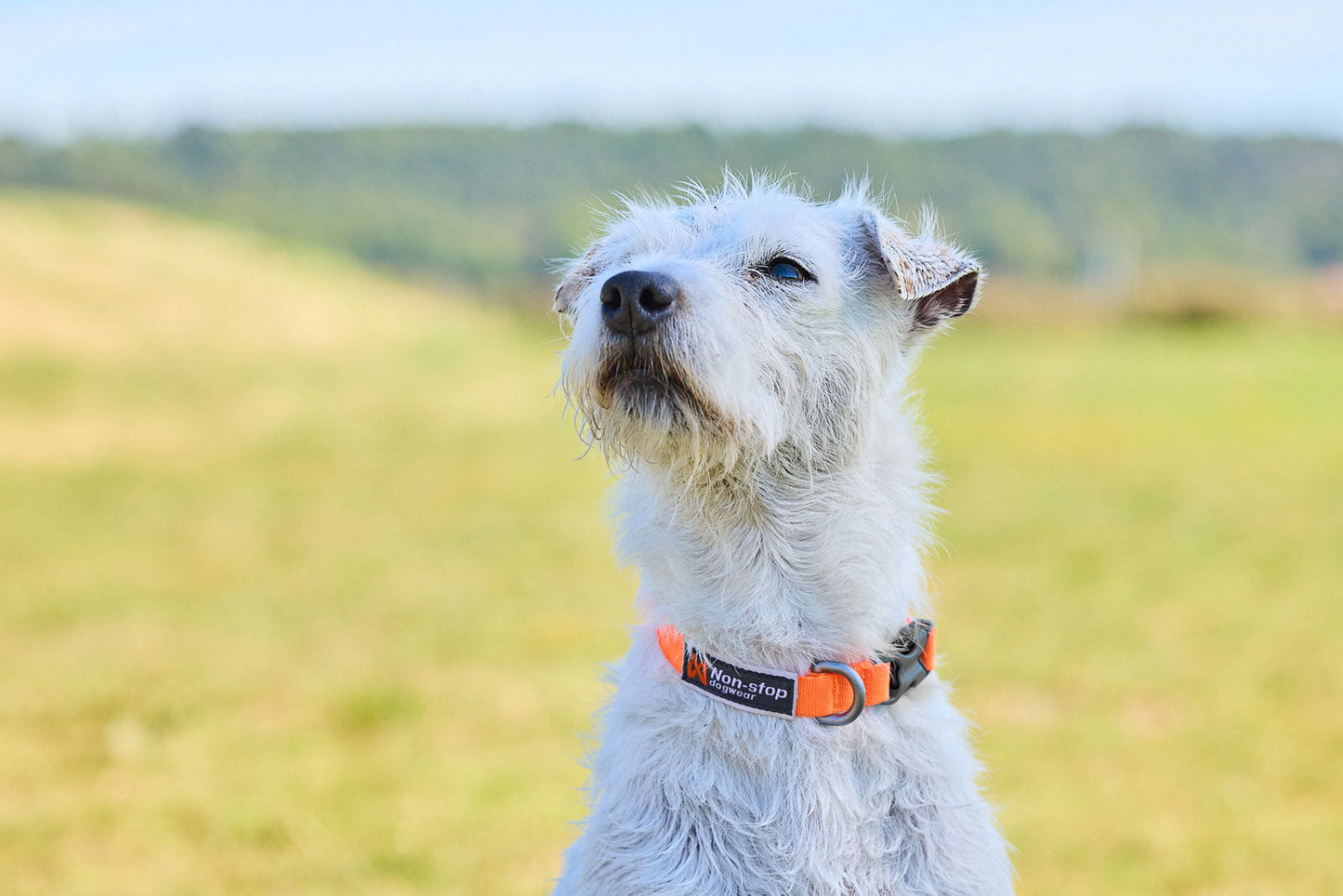 Non-stop dogwear Tumble collar – Collar Ajustable para Cachorros y Perros Pequeños