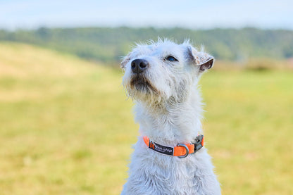 Non-stop dogwear Tumble collar – Collar Ajustable para Cachorros y Perros Pequeños
