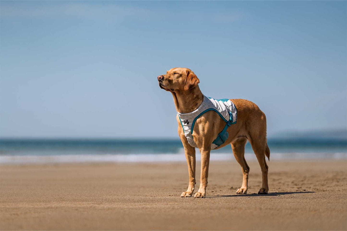 Perro a gusto utilizando el Non-stop-dogwear cooling vest en la playa