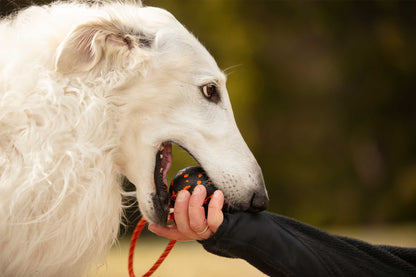 Galgo afgano blanco jugando con pelota con cuerda de Non-stop dogwear 