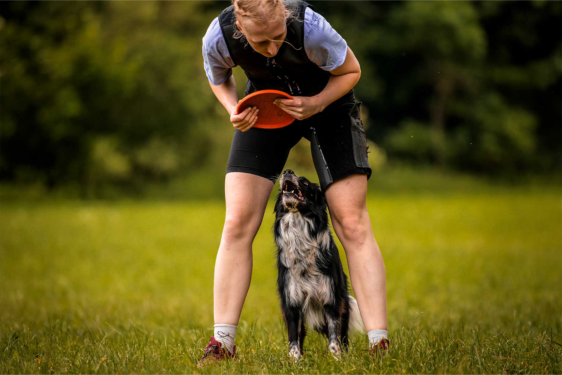 Perro atento al lanzamiento de un frisbee de su tutora