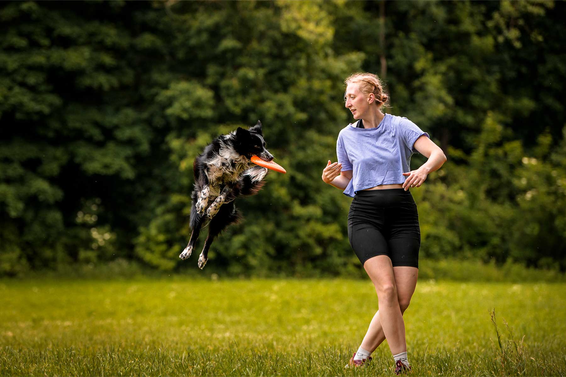 Perro cogiendo el aire el frisbee que lanza su tutora