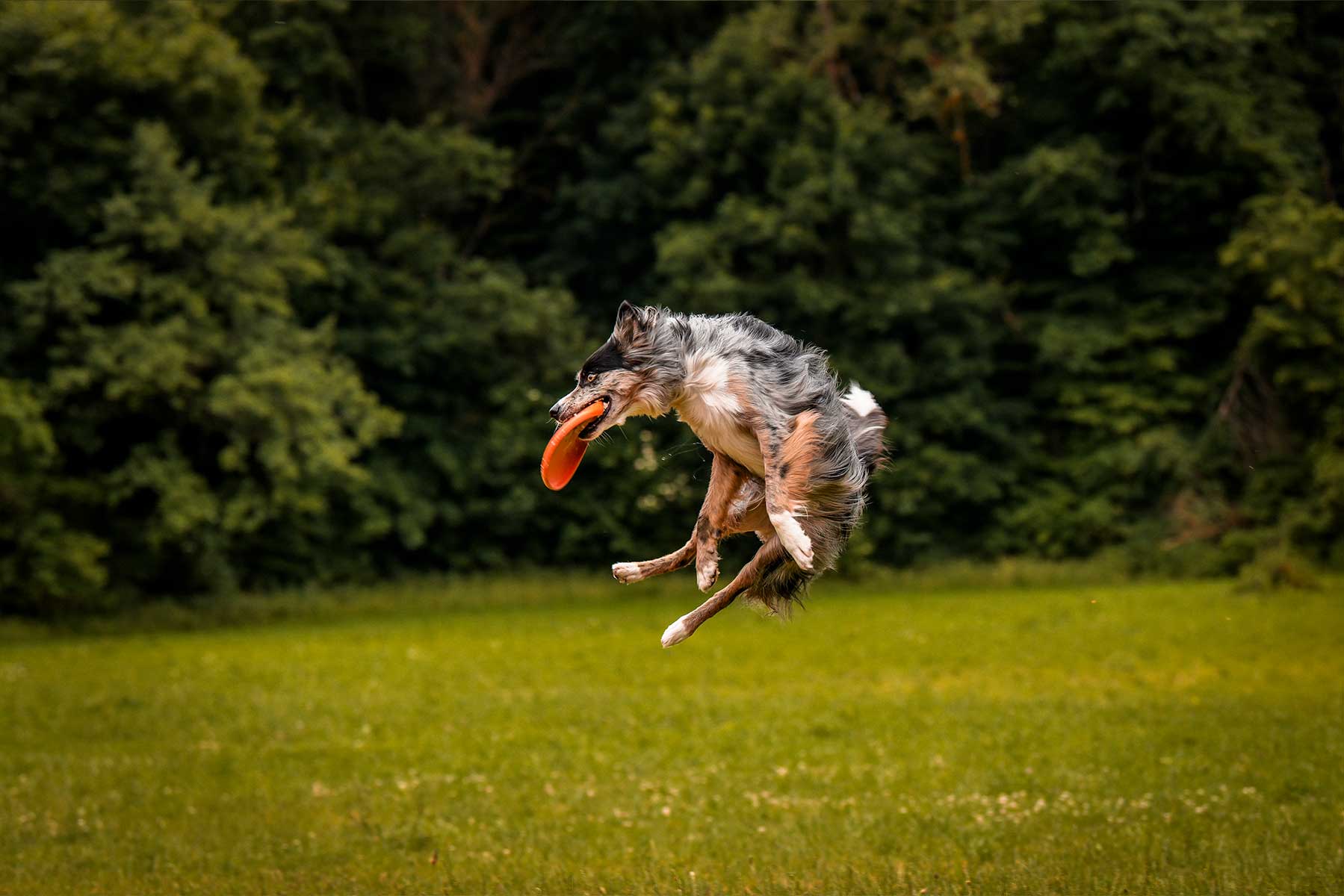 Perro cogiendo en el aire el Dog flying disc de Non-stop dogwear