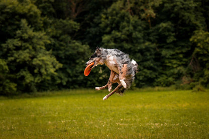 Perro cogiendo en el aire el Dog flying disc de Non-stop dogwear
