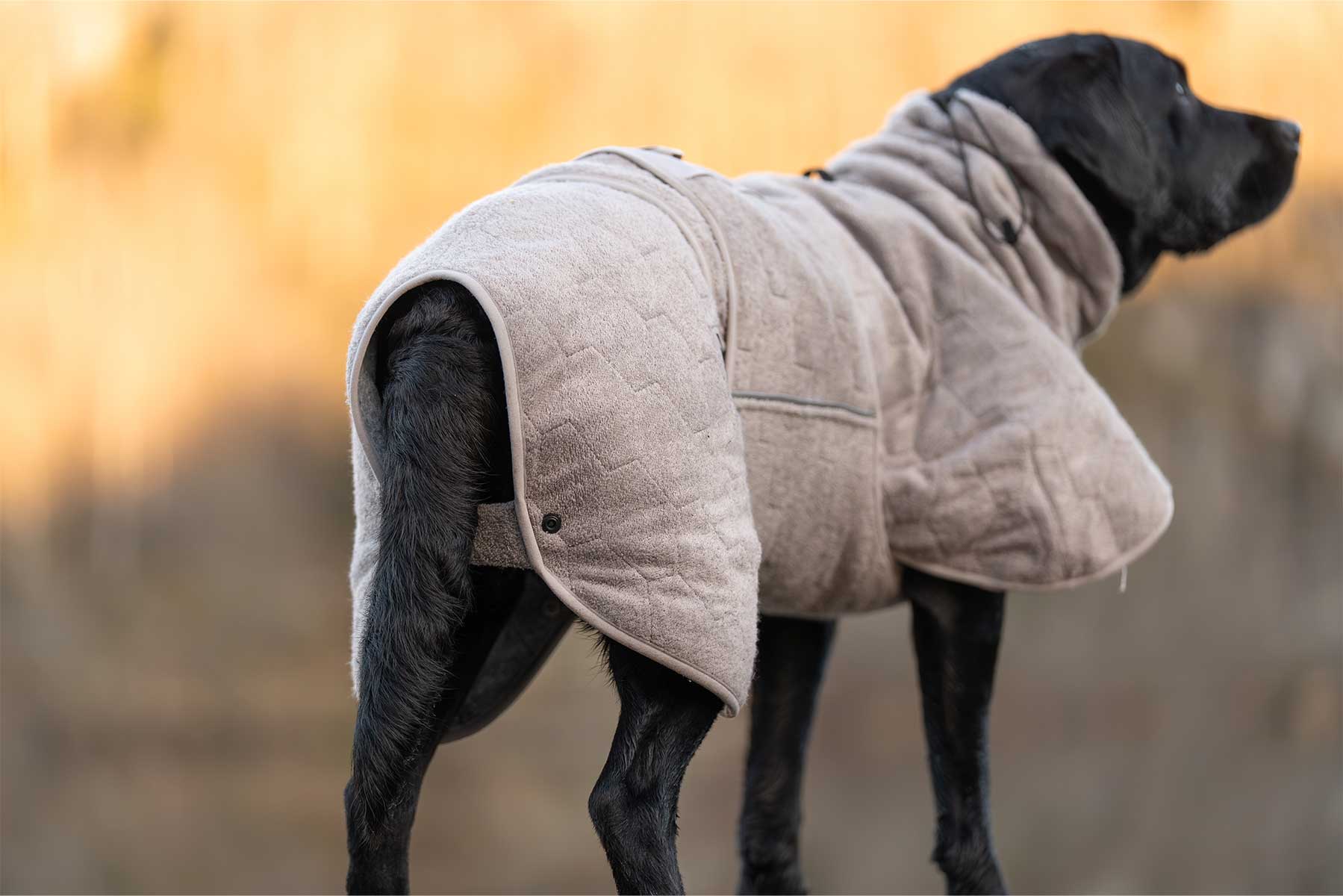 Perro utilizando el albornoz Non-stop dogwear drying coat 